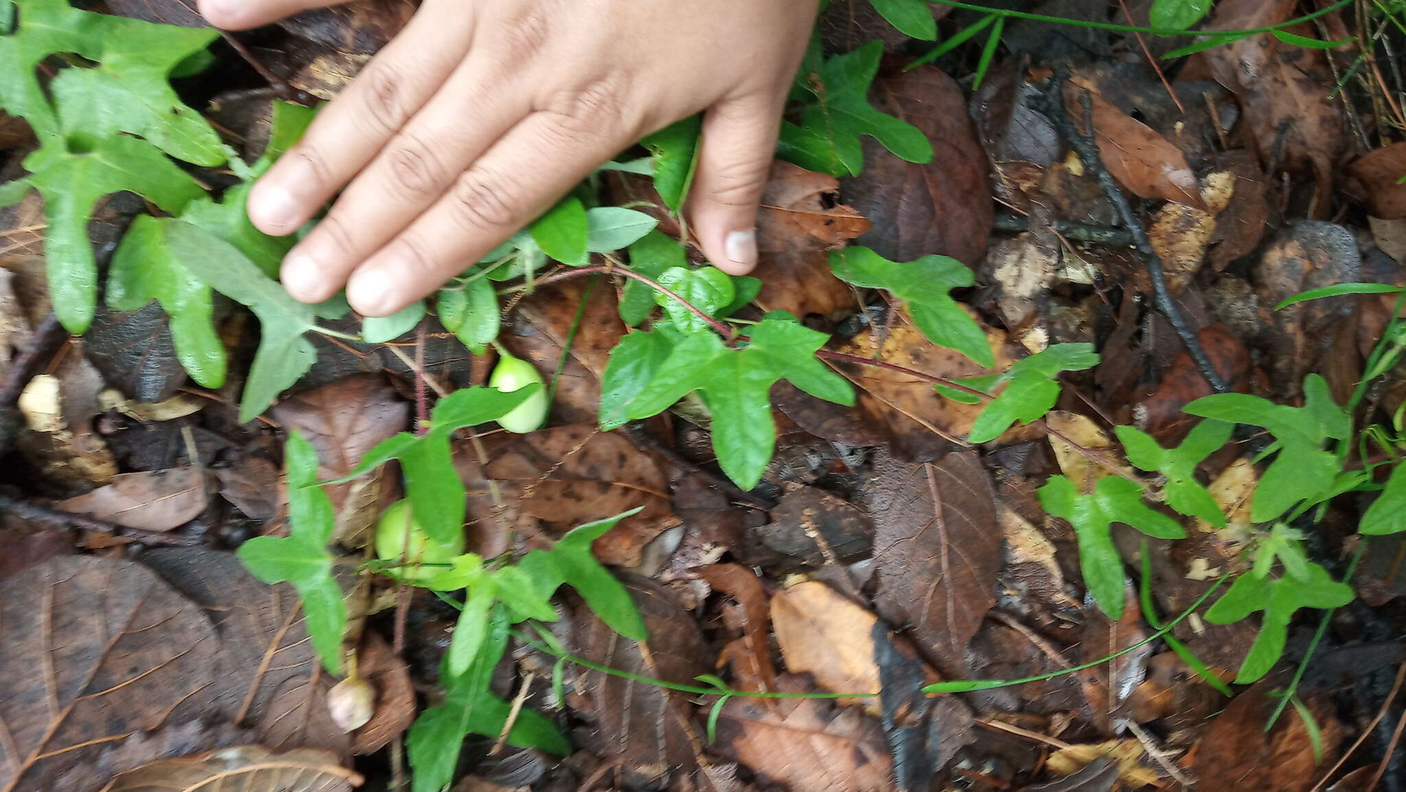 Слика од Passiflora exsudans Zucc.