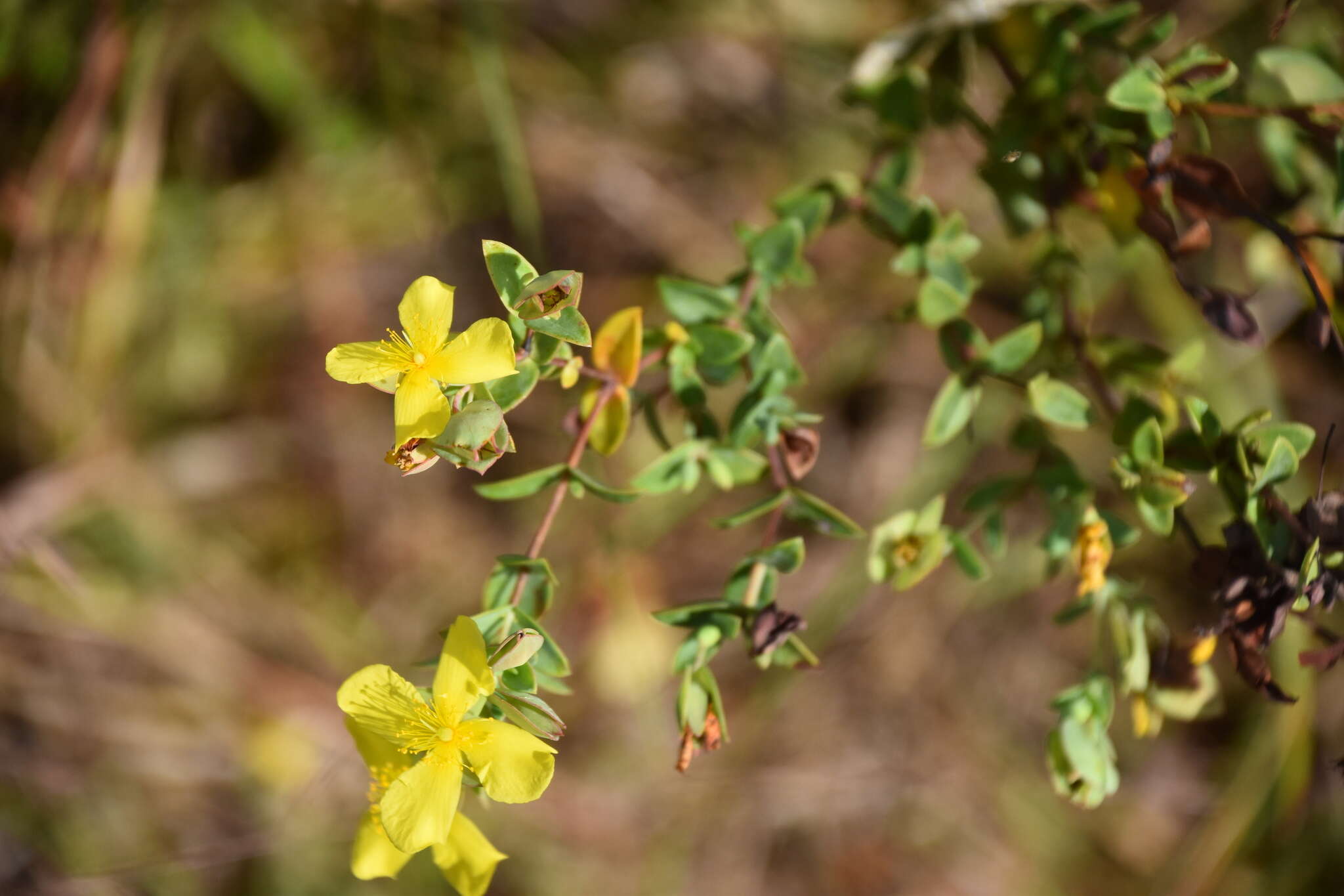 Plancia ëd Hypericum tetrapetalum Lam.