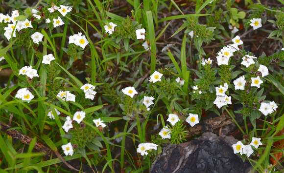 Image of Euploca foliosissima (J. F. Macbr.) J. I. M. Melo