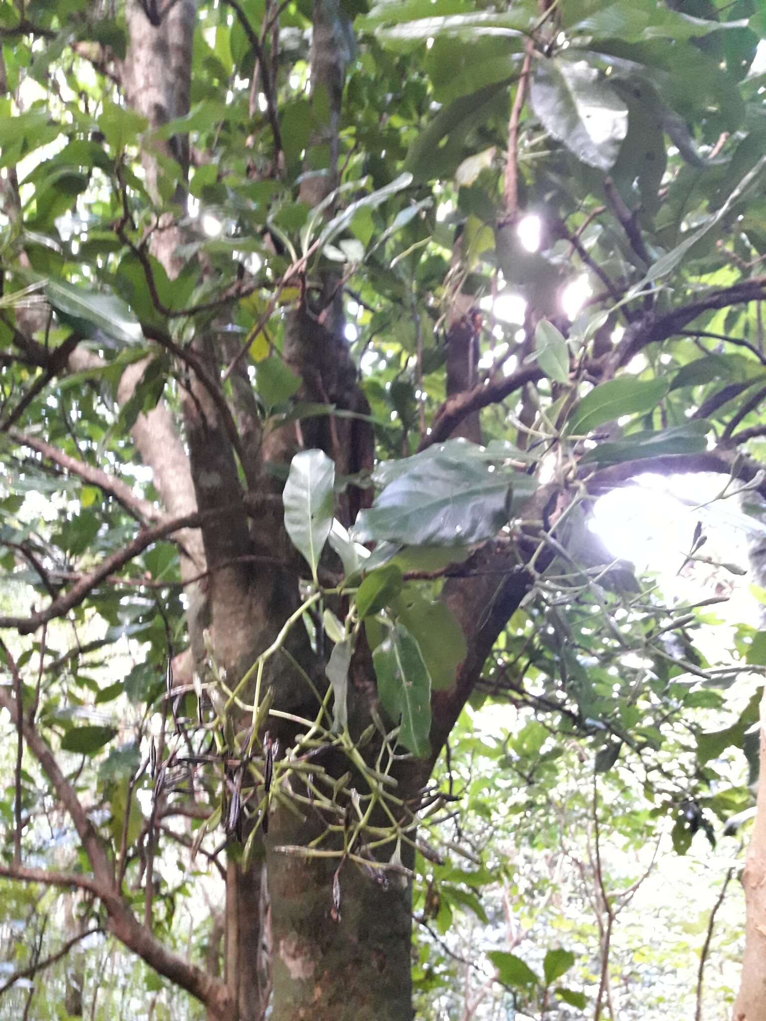 Image of umbrella catchbirdtree