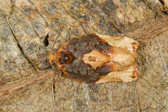 Image of Argyrotaenia sphaleropa Meyrick 1909