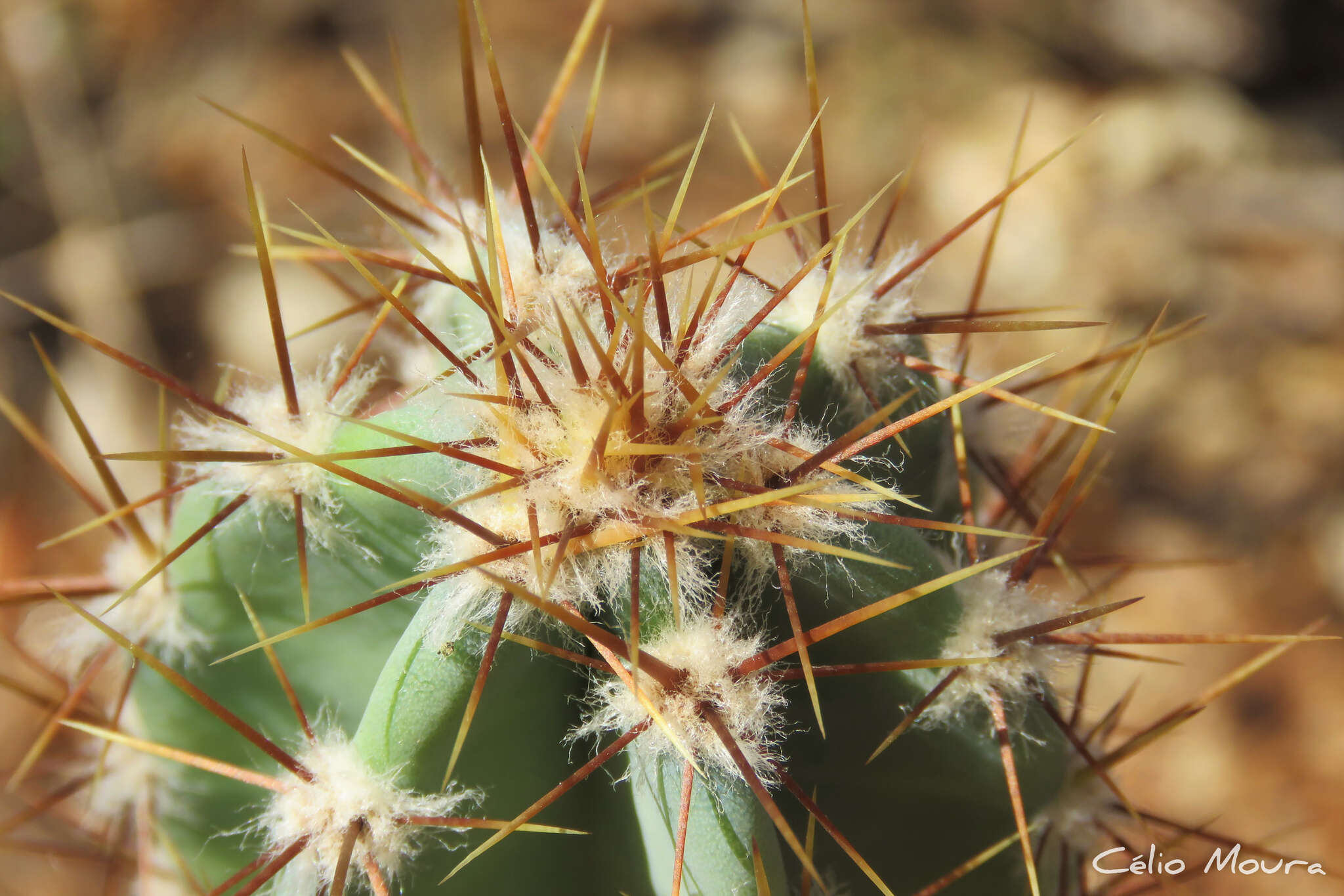 Image de Cereus jamacaru subsp. jamacaru