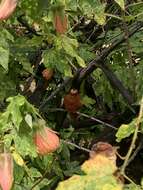 Image of Juan Fernandez Firecrown