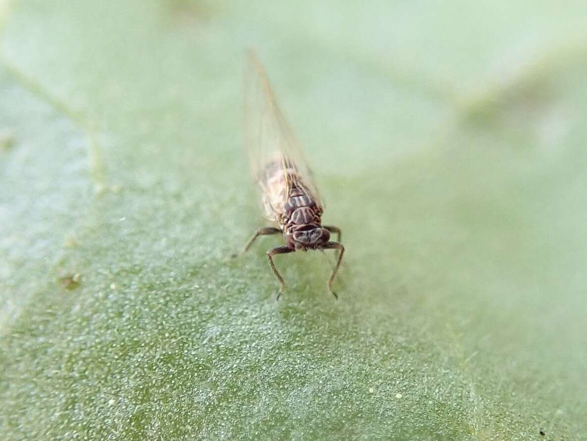 Image of Potato Psyllid