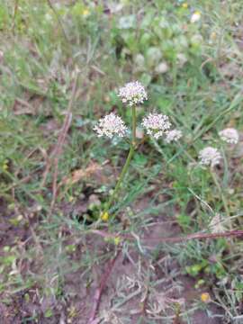 Oenanthe globulosa L.的圖片