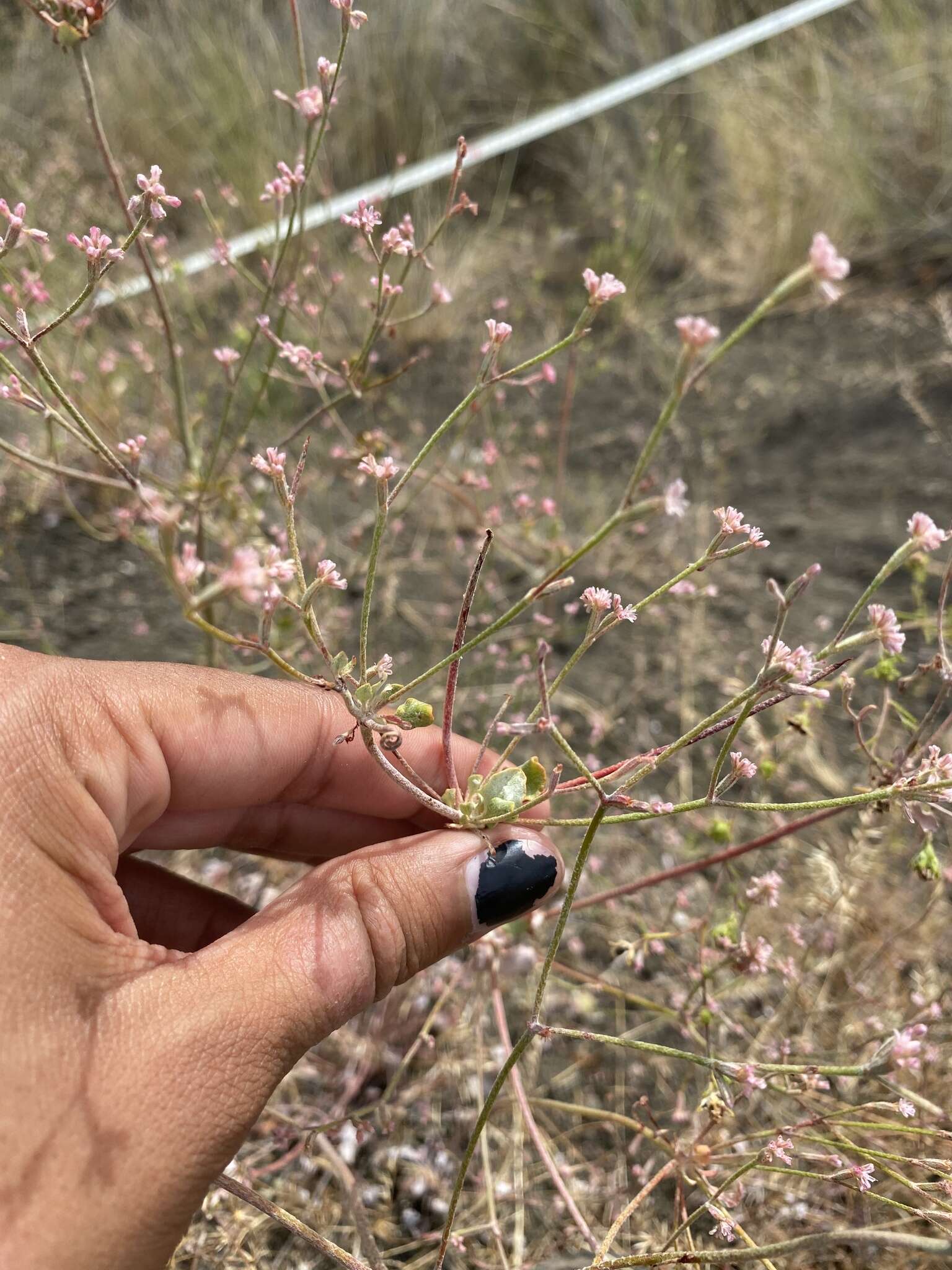 Image of chaparral buckwheat