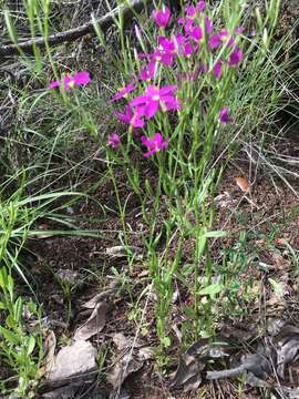 Image de Zeltnera texensis (Griseb.) G. Mansion ex J. S. Pringle