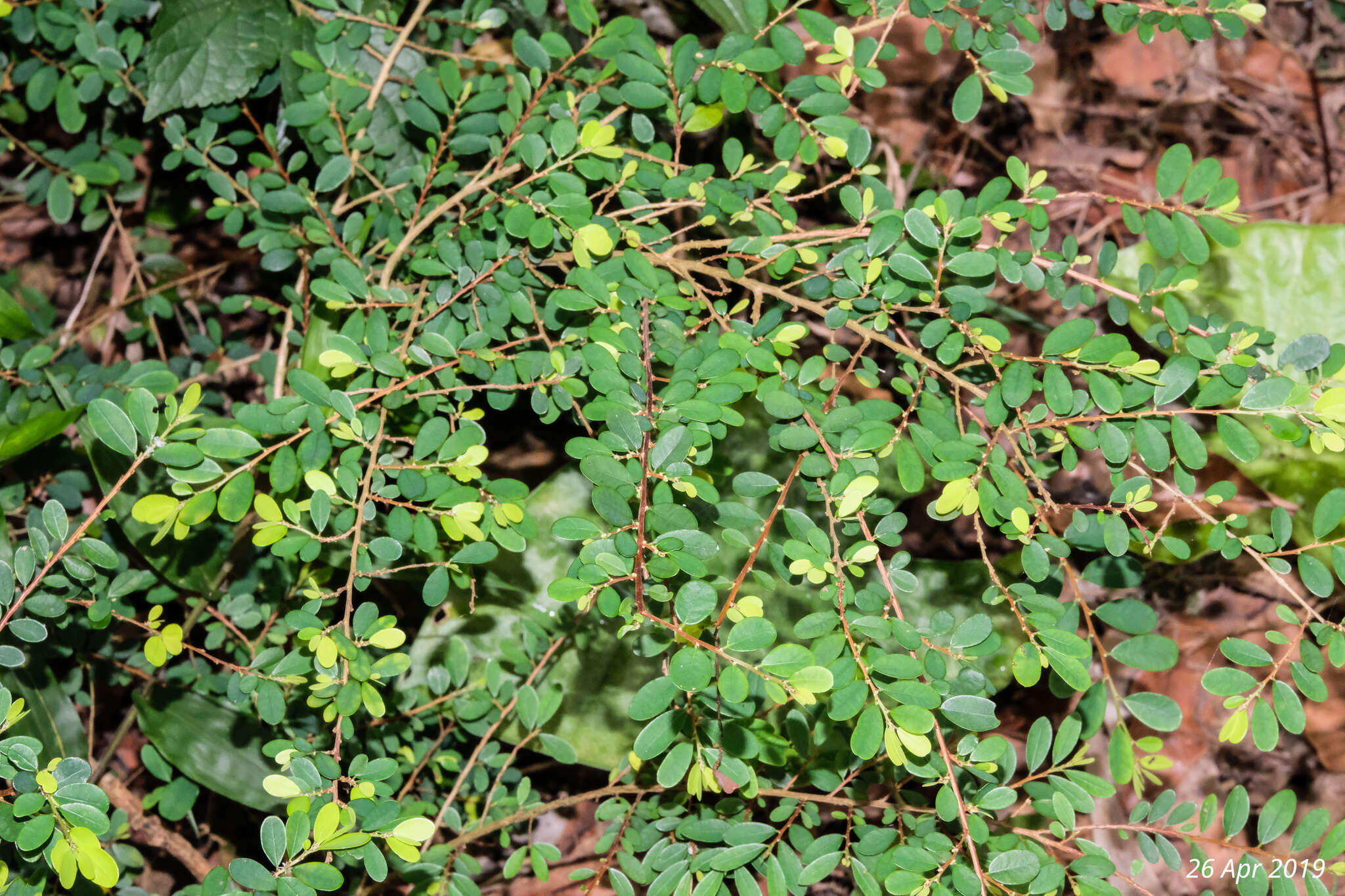 Image of Phyllanthus cochinchinensis Spreng.