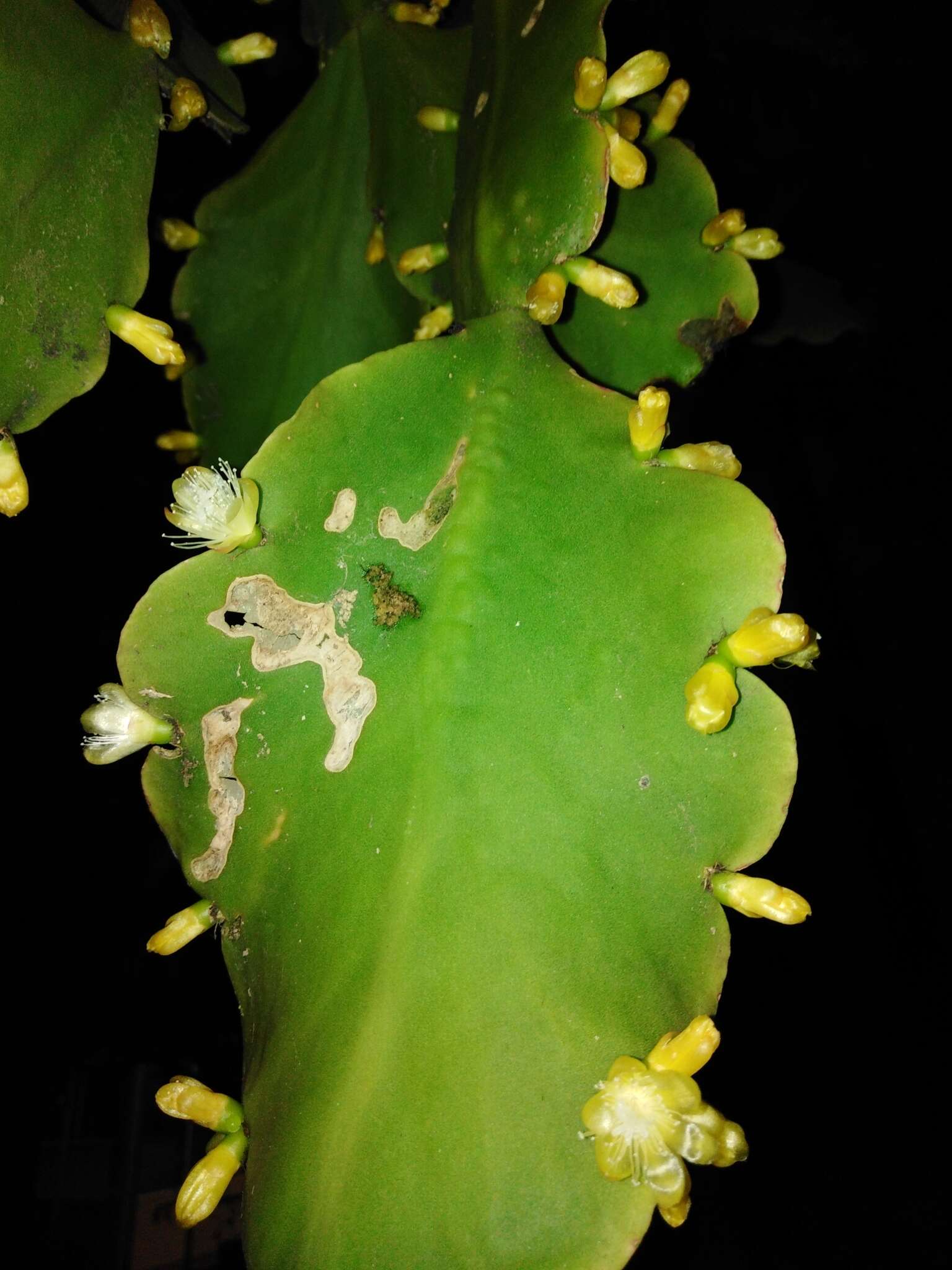 Imagem de Rhipsalis pachyptera Pfeiff.