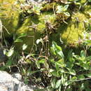 Image de Campanula saxifraga subsp. argunensis (Rupr.) Ogan.