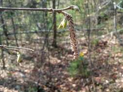 Image of Corylus sieboldiana var. mandshurica (Maxim.) C. K. Schneid.