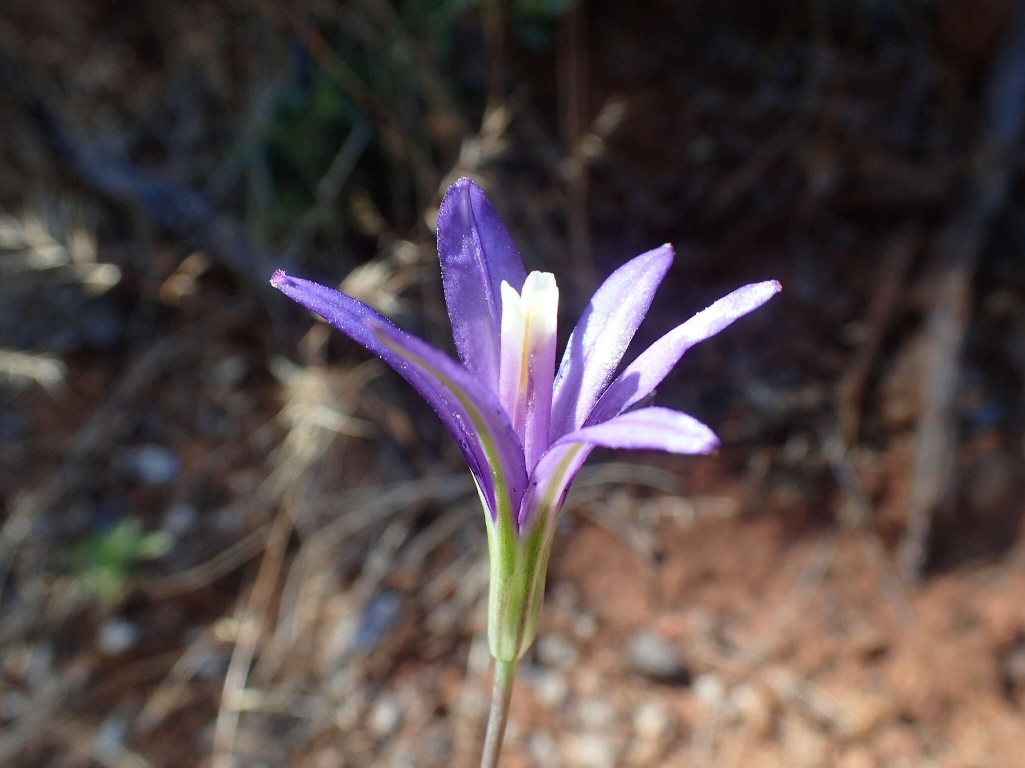 Image of California brodiaea