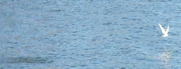 Image of Forster's Tern