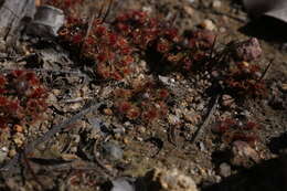 صورة Drosera miniata Diels