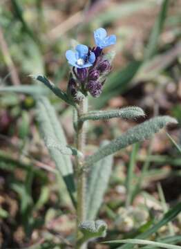 Image of Anchusa thessala Boiss. & Spruner