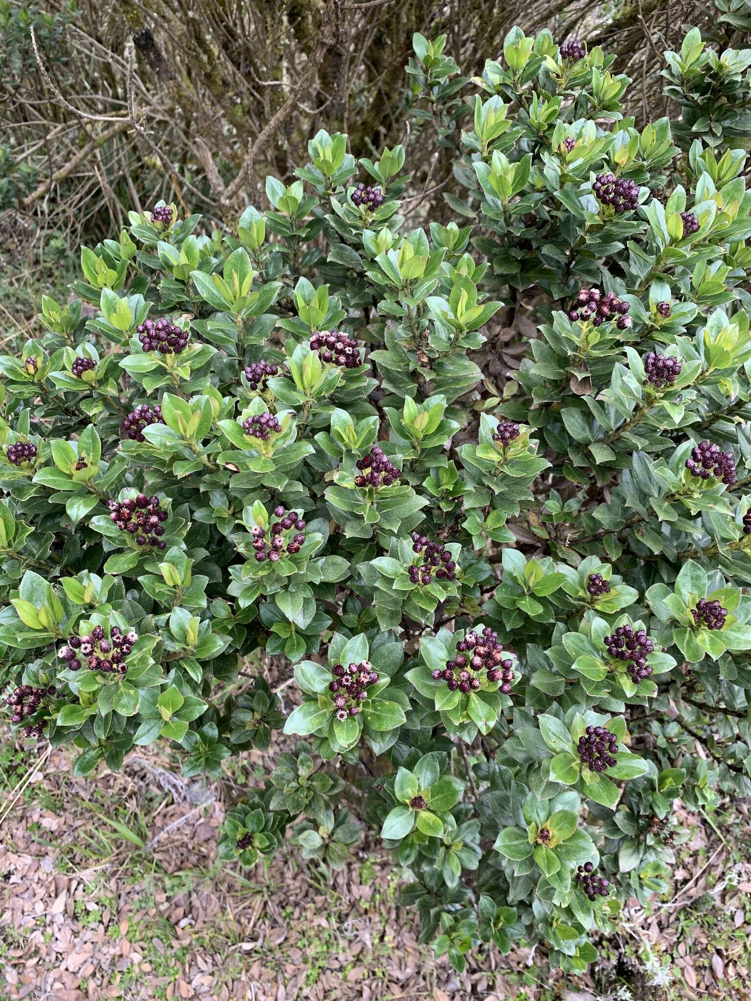 Image of Baccharis arbutifolia (Lam.) Vahl