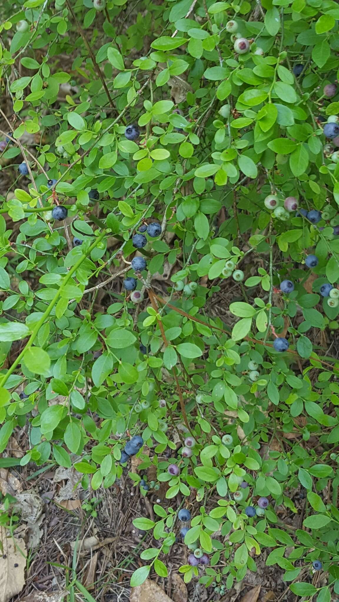 Image of Elliott's blueberry