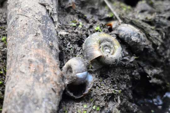 Image of Great Ram's Horn Snail