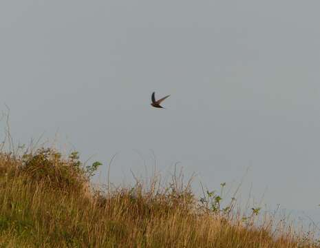 Image of swift, common swift