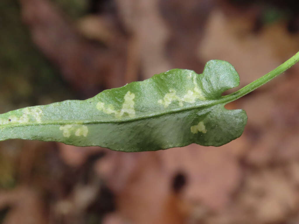 Image de Phytoliriomyza felti (Malloch 1914)