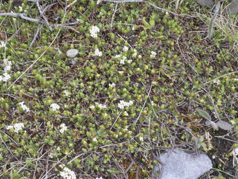 Image of Pimelea oreophila subsp. hetera C. J. Burrows