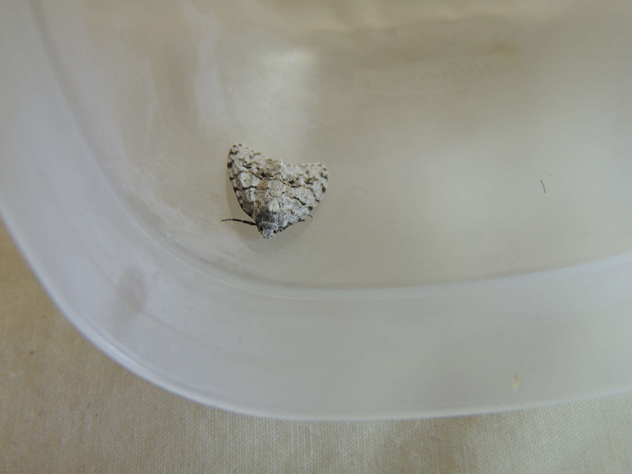 Image of Little White Lichen Moth