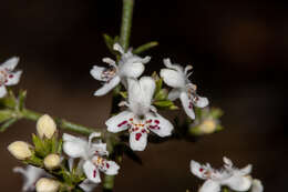 Image of Westringia rigida R. Br.