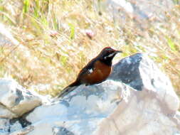 Image of Cape Rock-jumper