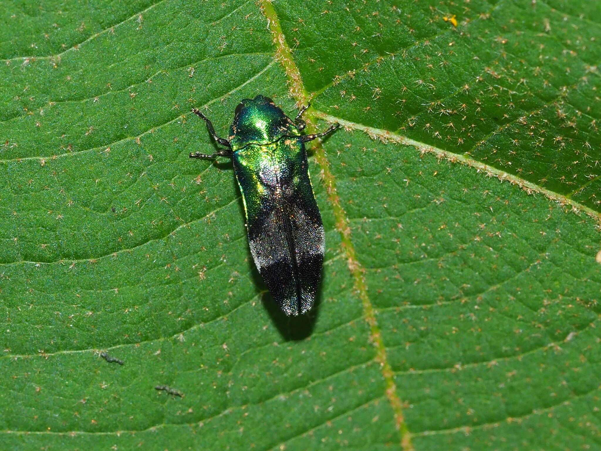 Coraebus hastanus ephippiatus Théry 1938 resmi