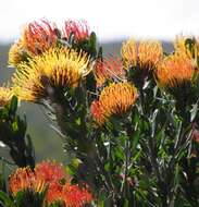 Image of Leucospermum praecox Rourke