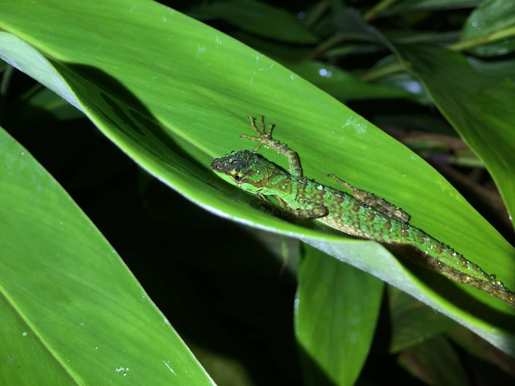 Sivun Anolis ventrimaculatus Boulenger 1911 kuva