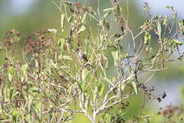 Image of Mangrove Vireo