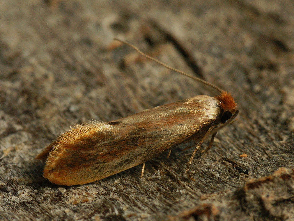 Image of Tinea semifulvella Haworth 1828