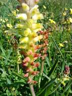 Image of Lachenalia pallida Aiton