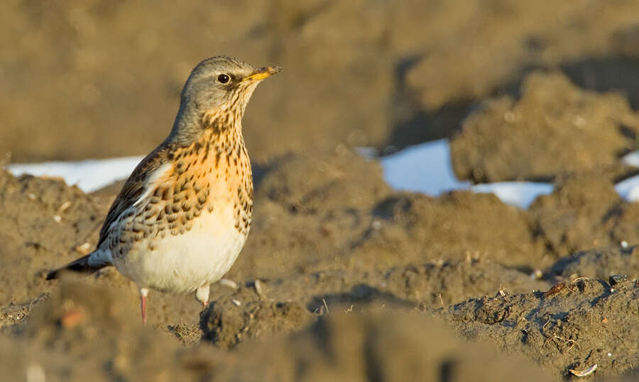 Image of Fieldfare