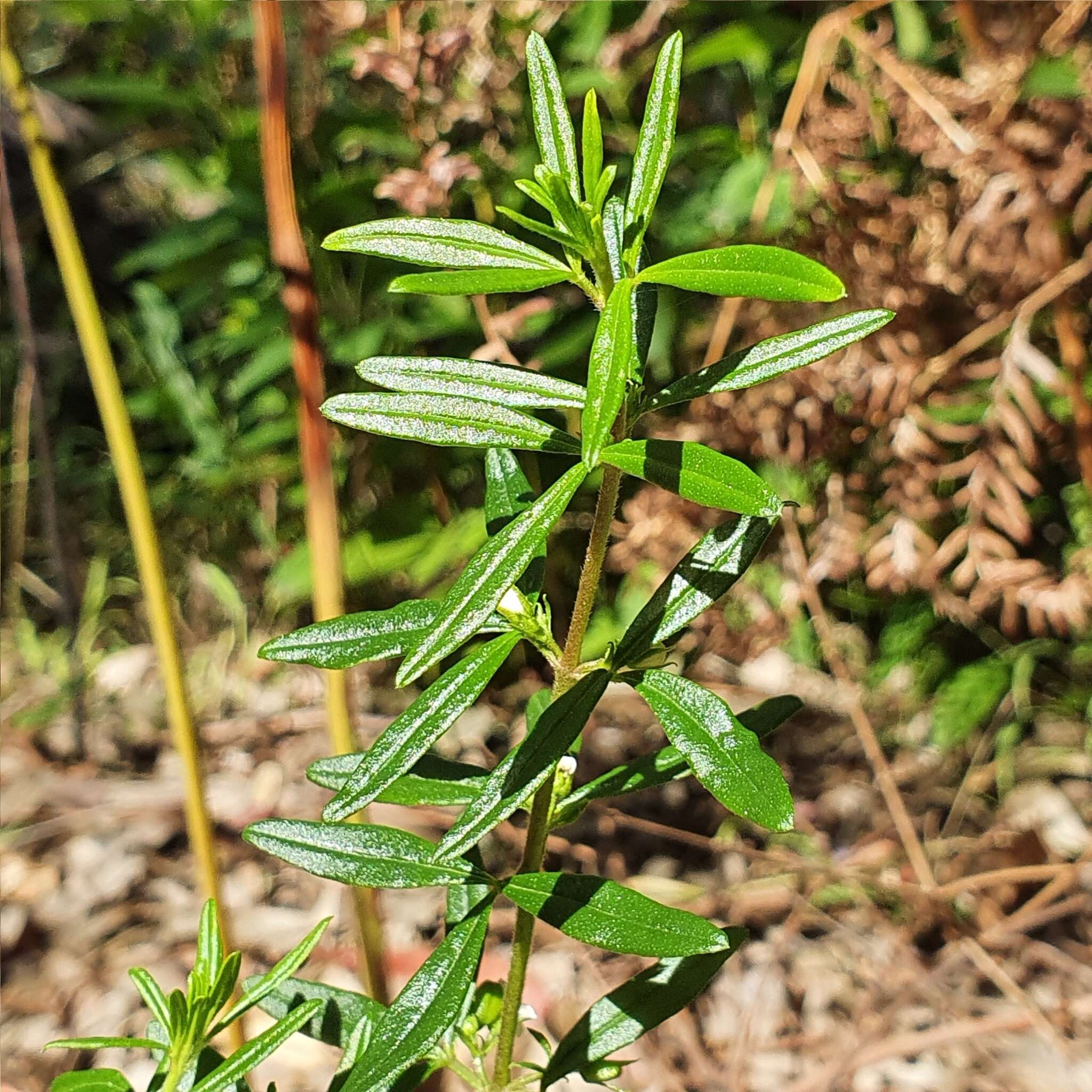 Image of Zieria pilosa Rudge