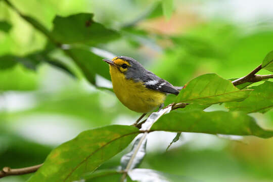 Image of St. Lucia Warbler