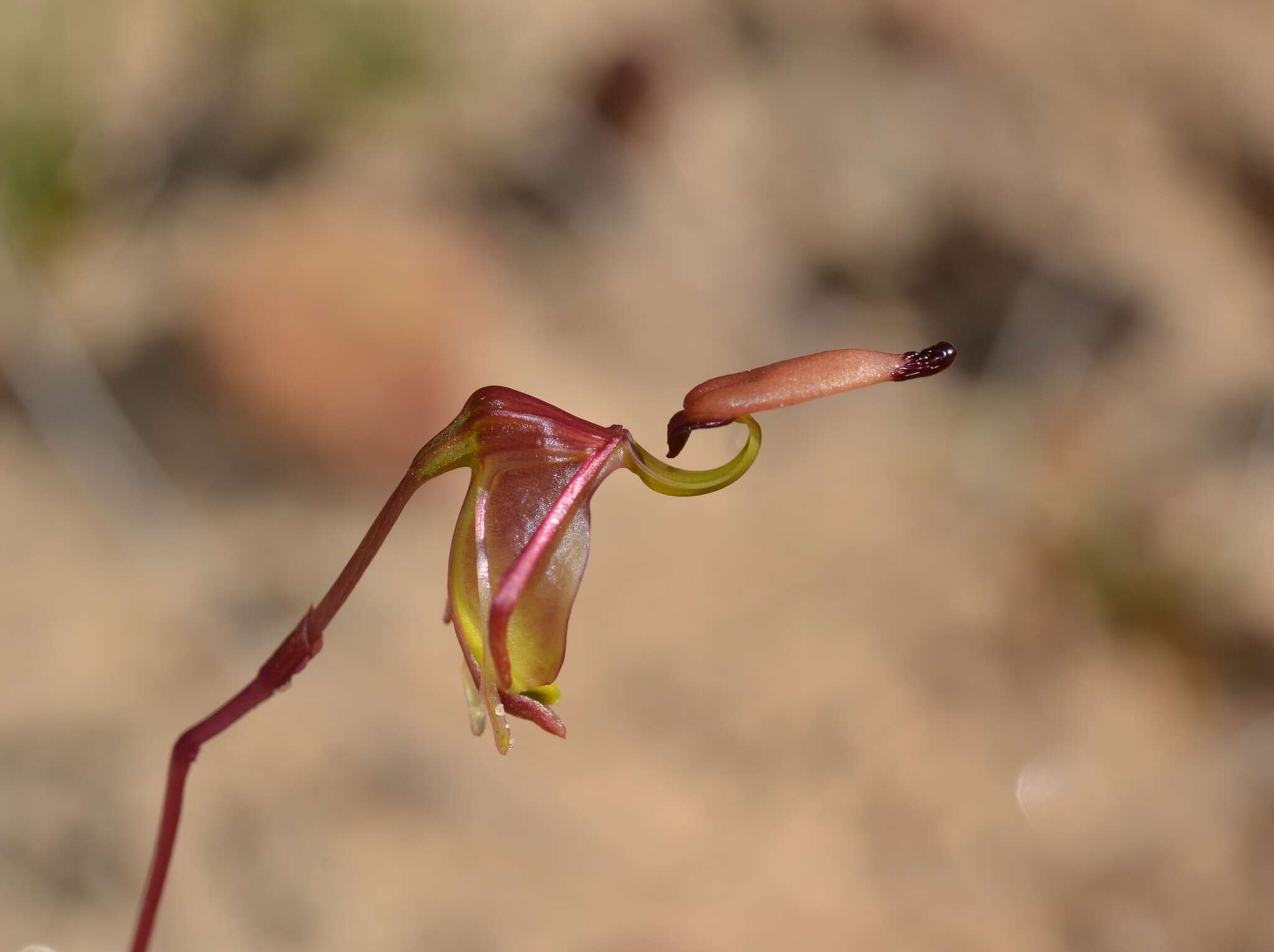 Image of Caleana terminalis (Hopper & A. P. Br.) M. A. Clem.