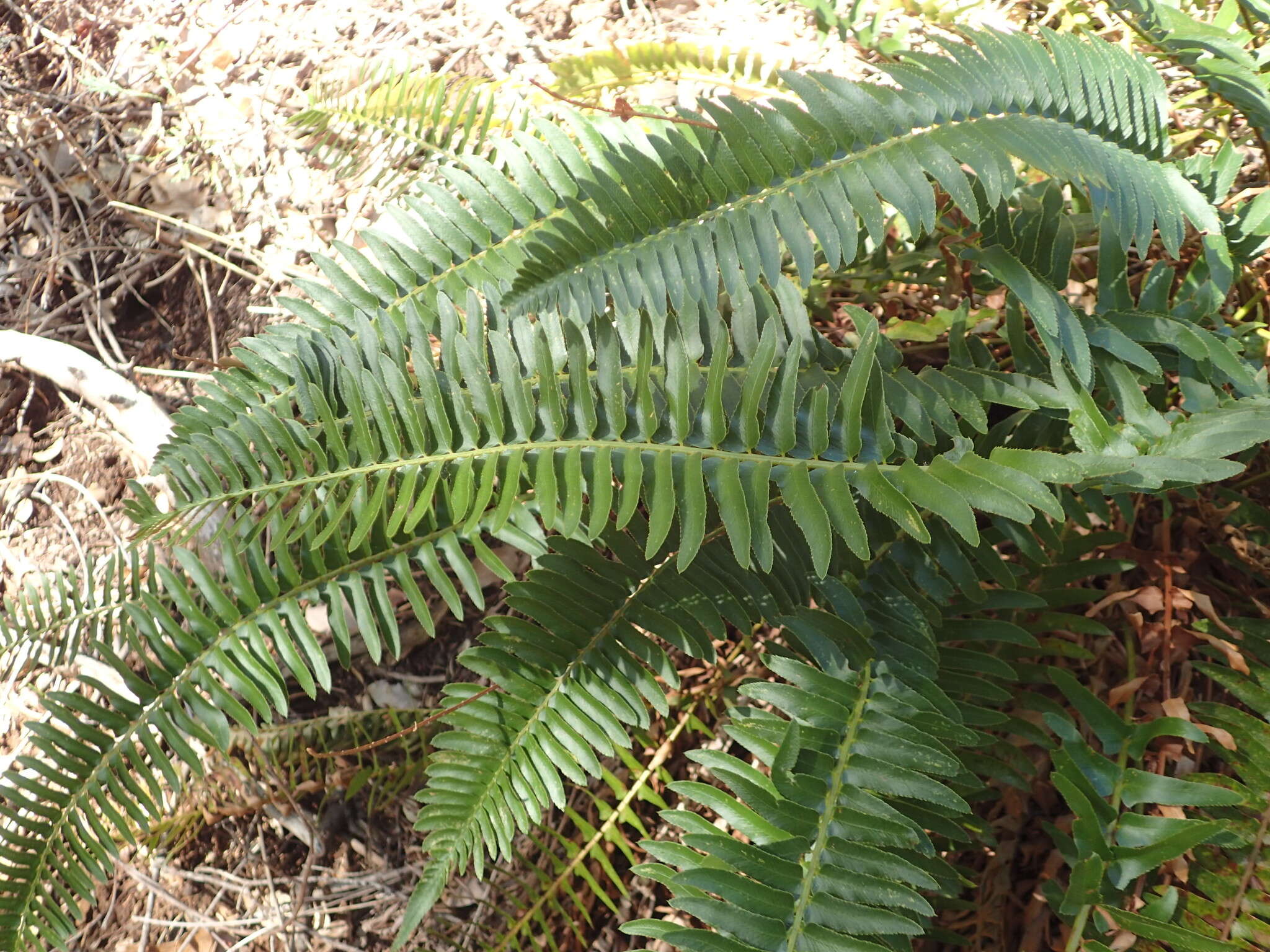 Image of narrowleaf swordfern