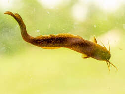 Image of Snake catfish