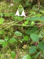 Image of Linnaea borealis var. longiflora Torr.