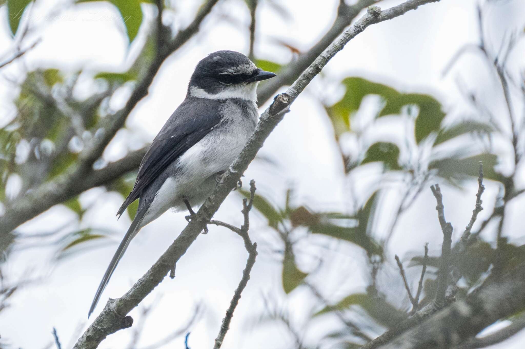 Image of Ryukyu Minivet