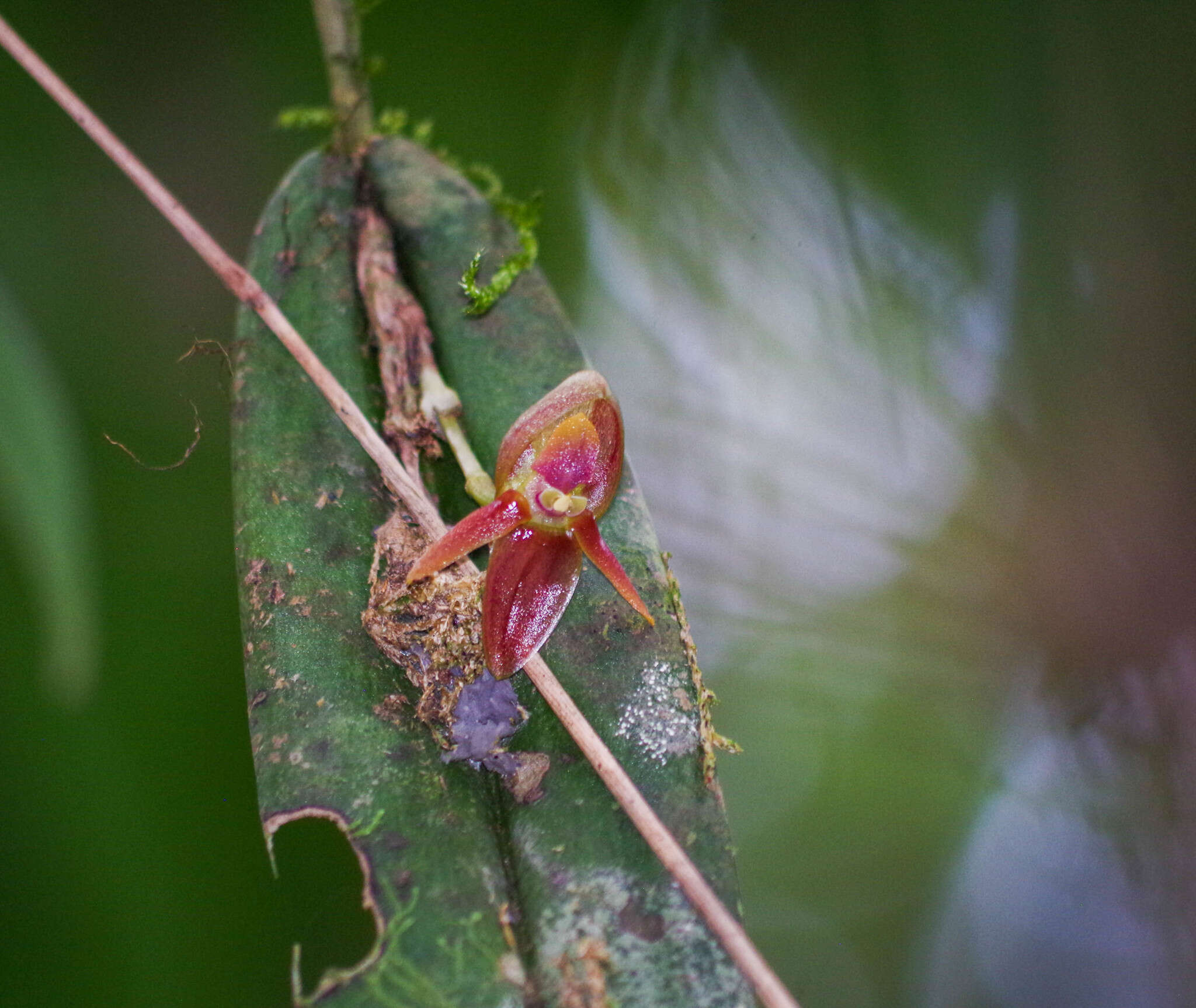 Image of Pleurothallis variabilis Luer