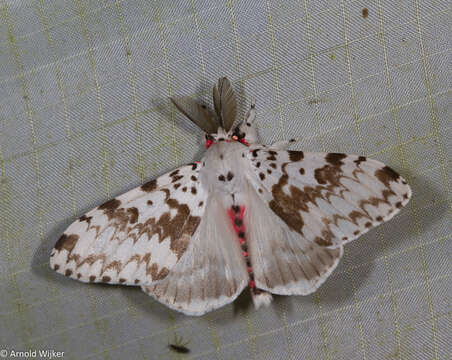 Imagem de Lymantria orestera Collenette 1932