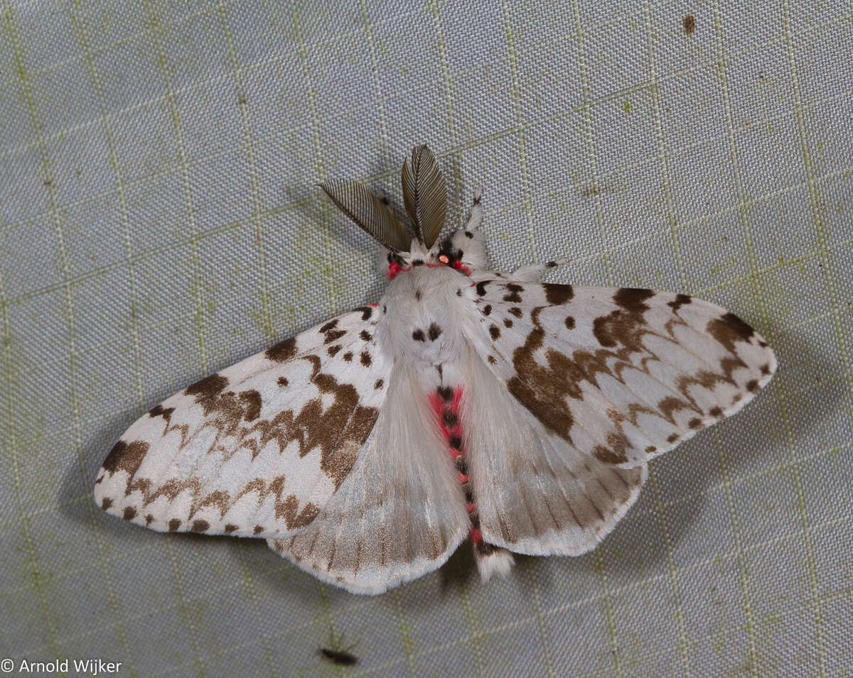 Image of Lymantria orestera Collenette 1932