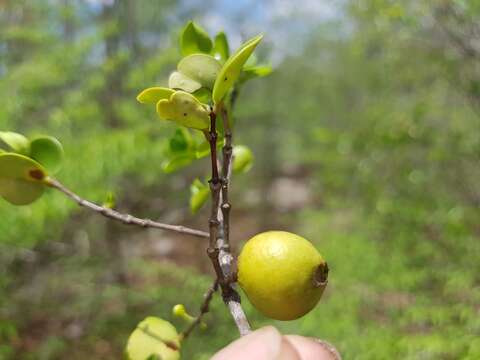 Image of Memecylon boinense H. Perrier