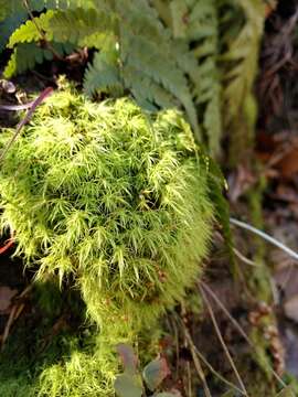 Image of Apple moss