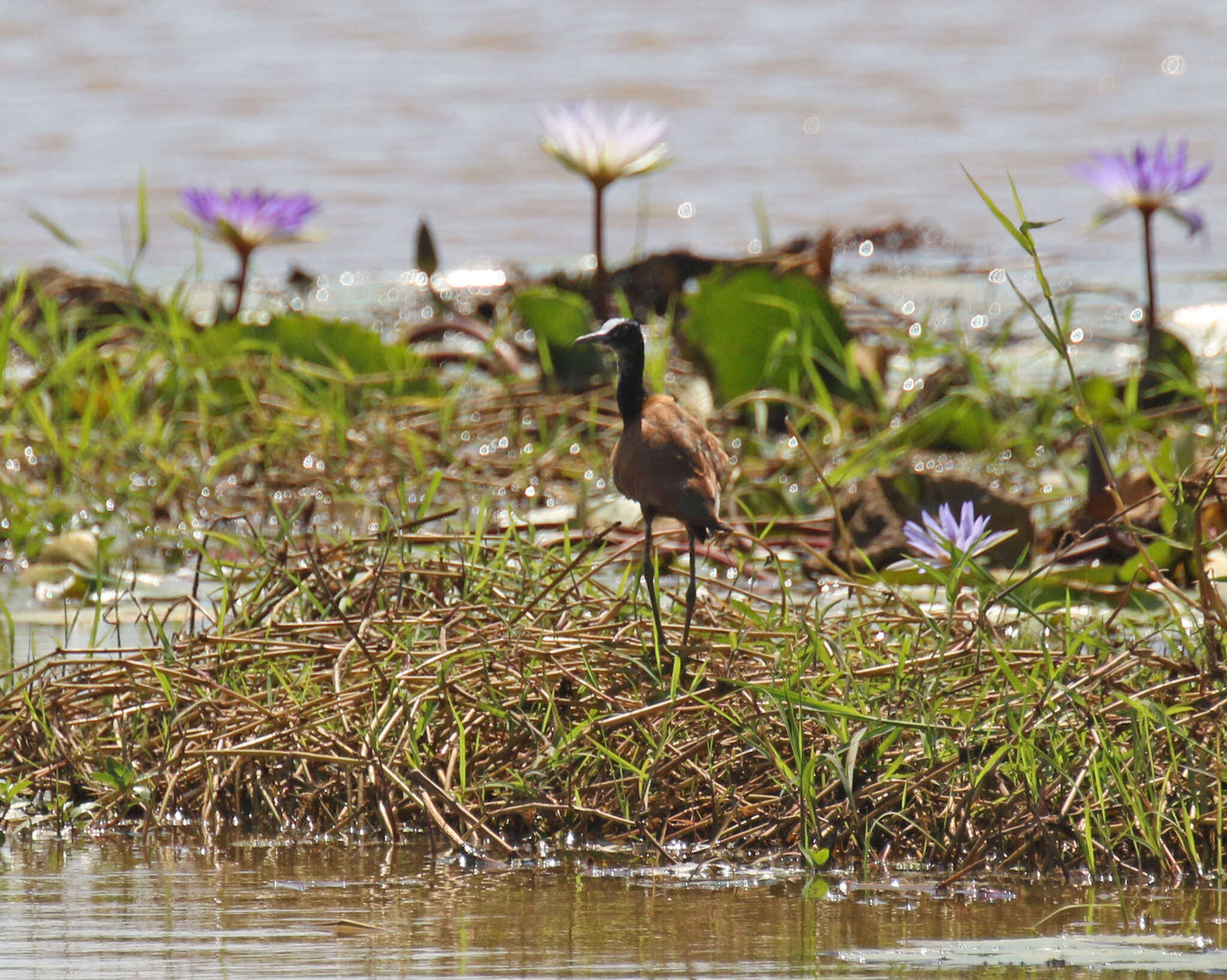 Image of Madagascan Jacana