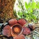 Image of Rafflesia lagascae Blanco