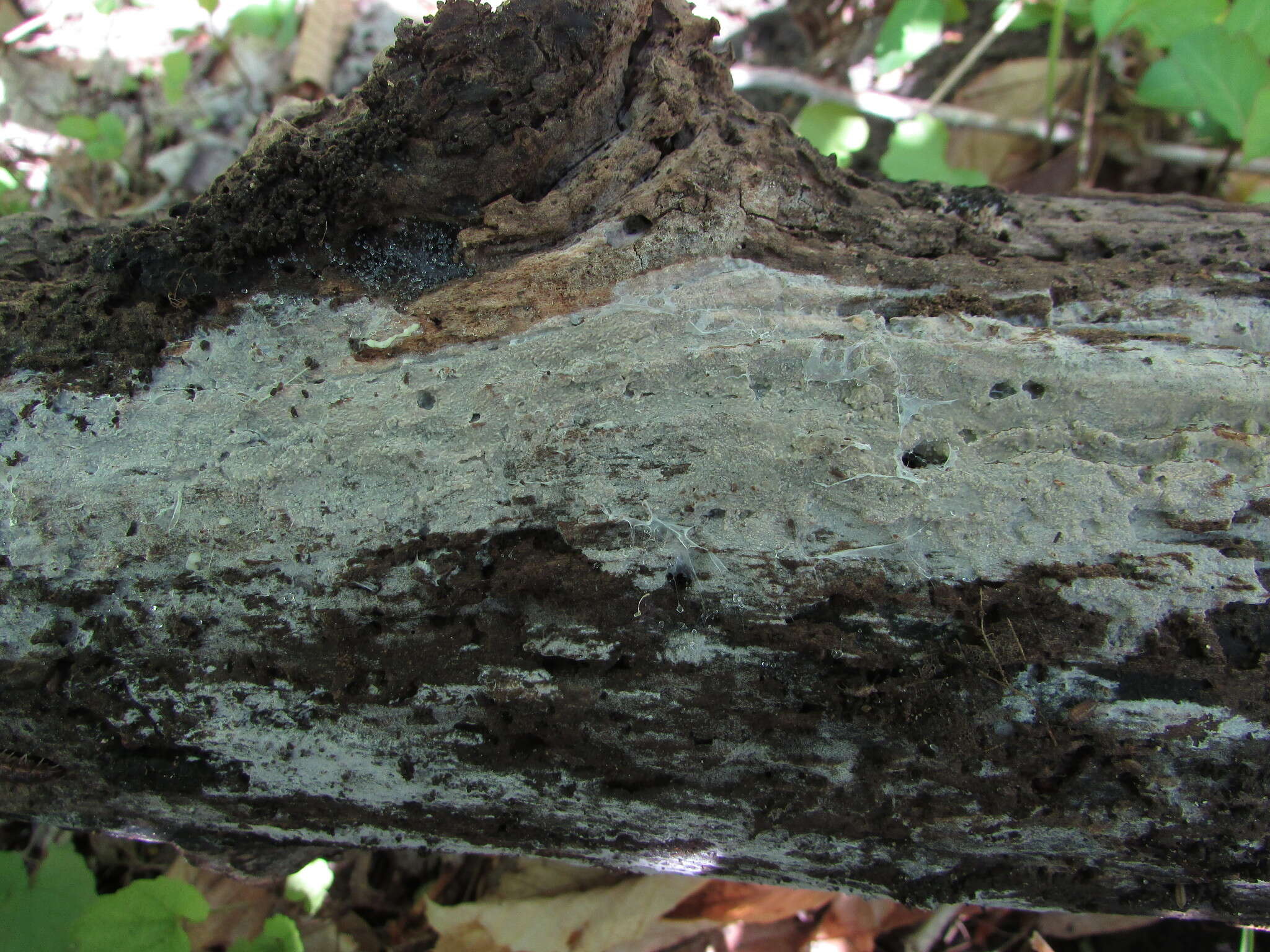 Image of Peniophorella guttulifera (P. Karst.) K. H. Larss. 2007